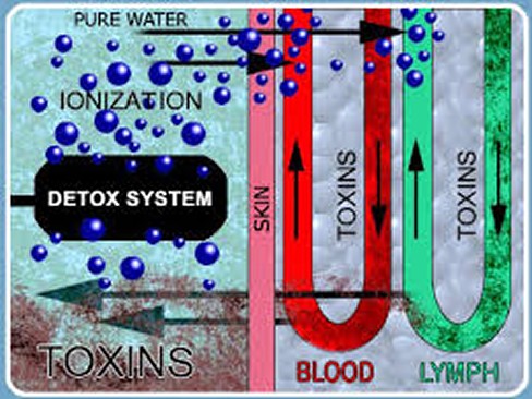 Detoxification Process
