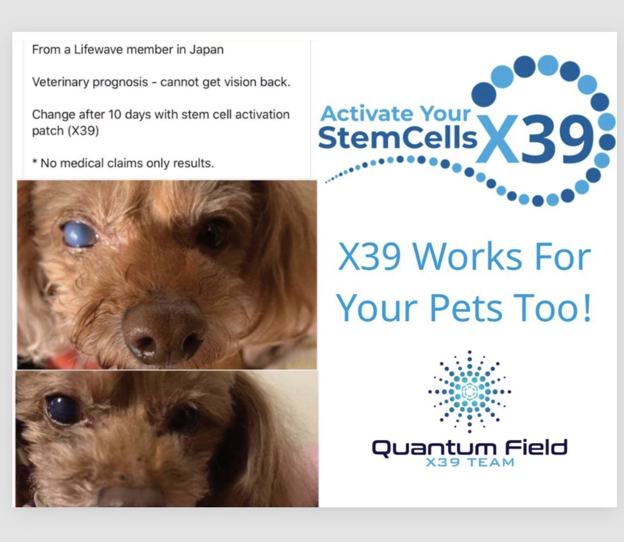 x39 For Animals
